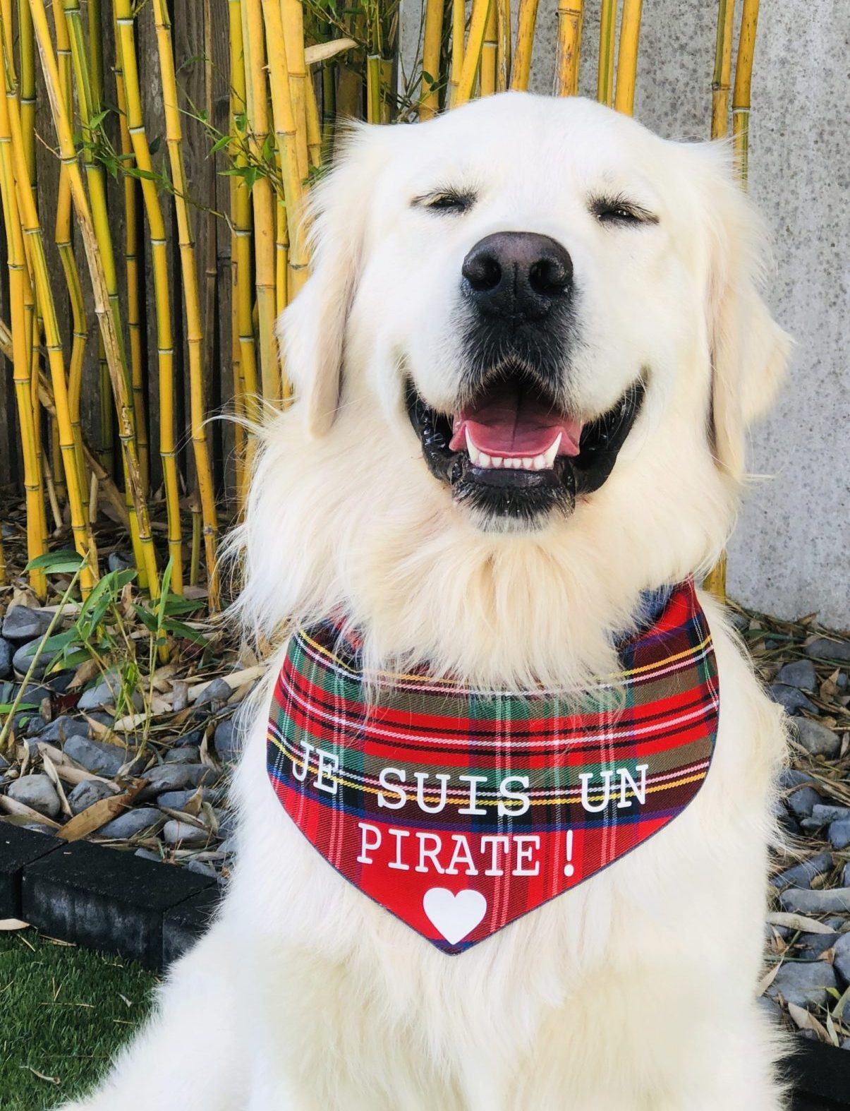 bandana chien reglable rouge golden