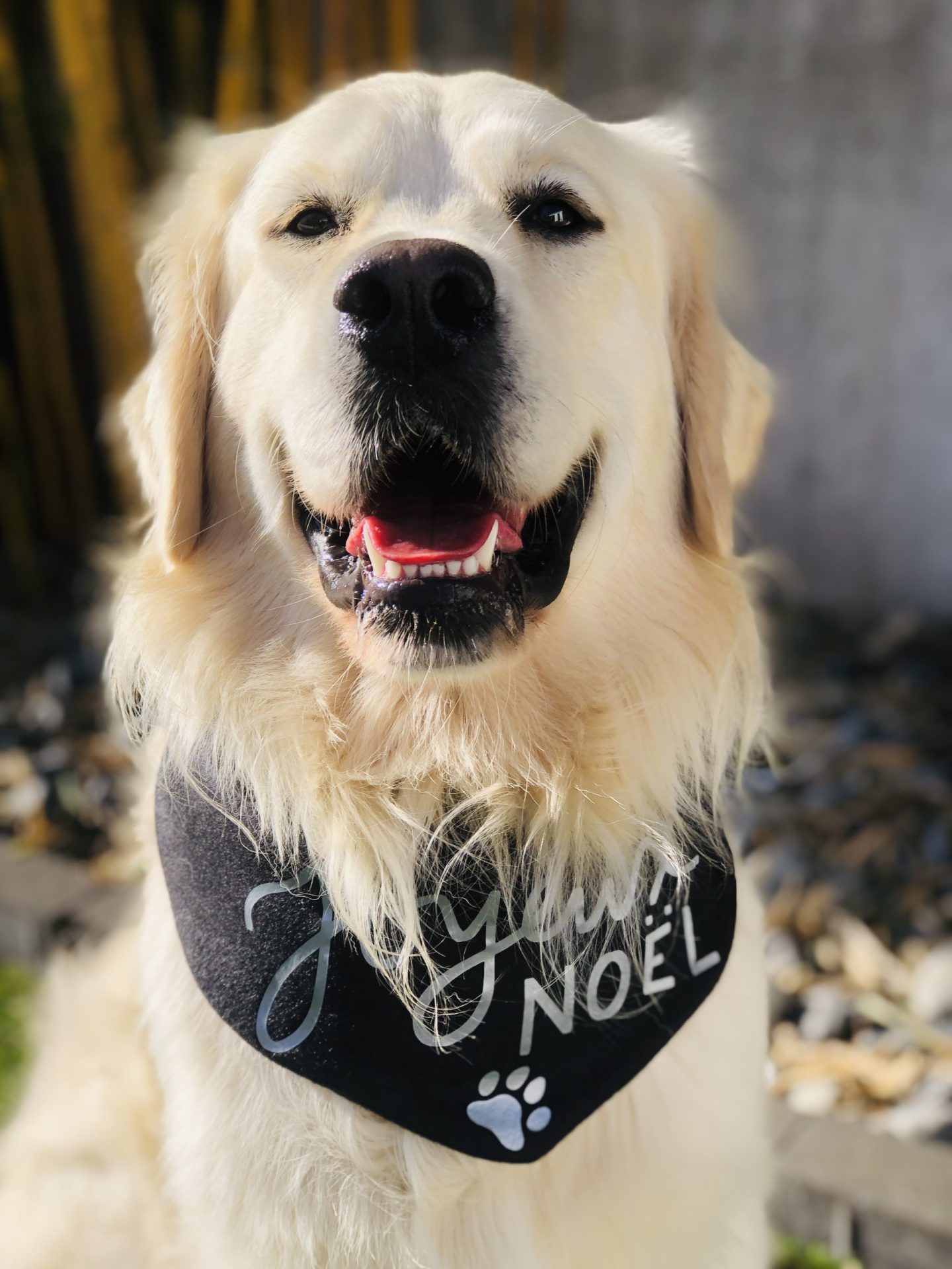 bandana chien joyeux noel noir