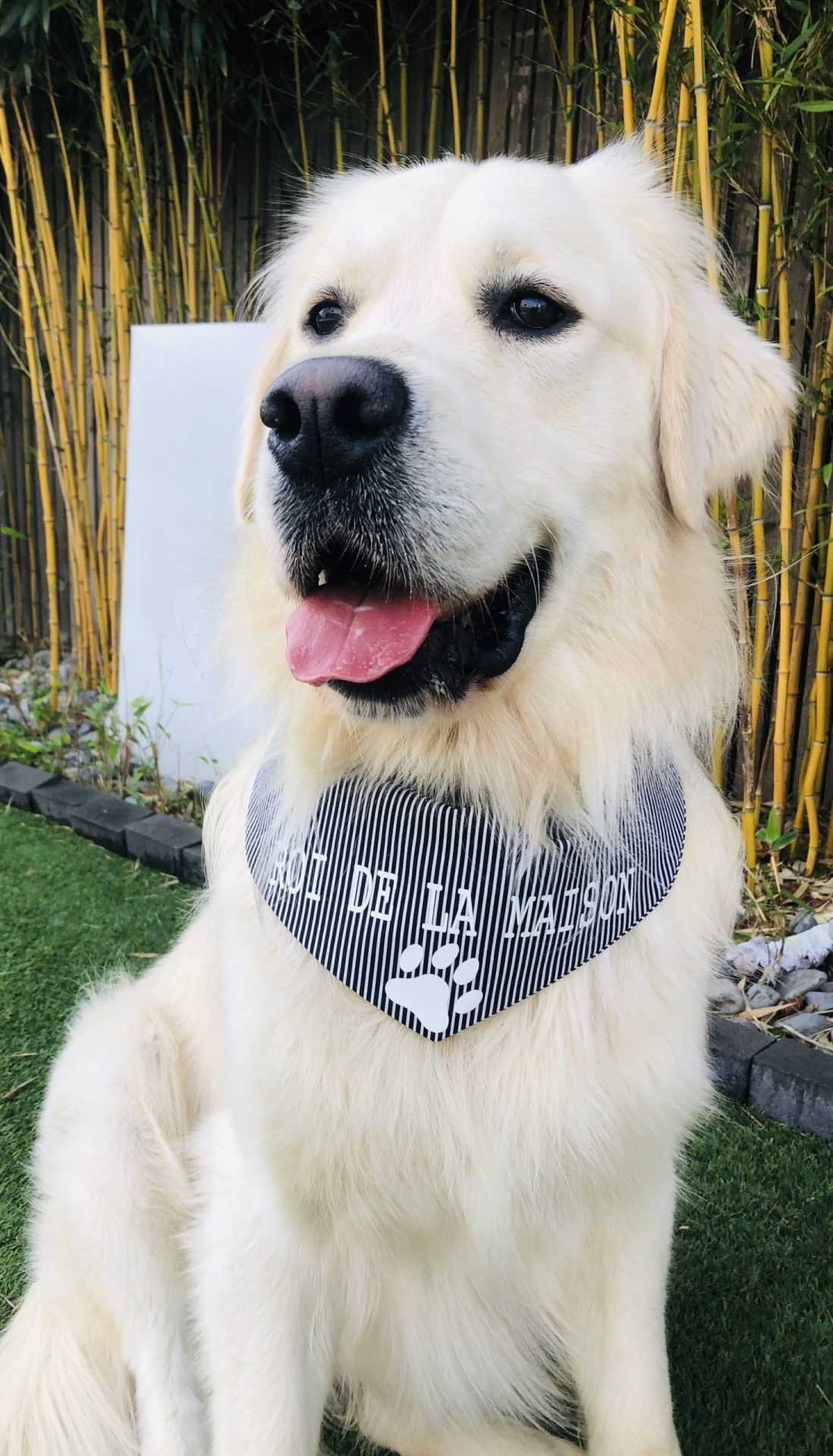Bandana pour chien noir et blanc personnalisable – Image 6