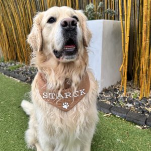 Bandana pour Chien Personnalisable - Gaze de coton camel XS à XL