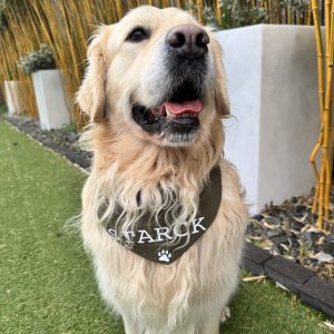 Bandana pour Chien Personnalisable - Gaze de coton kaki XS à XL