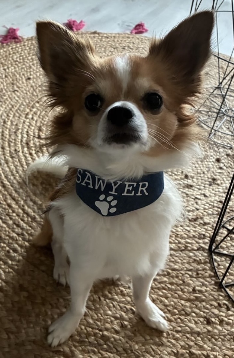 Bandana pour chien en coton jean bleu personnalisable – Image 7