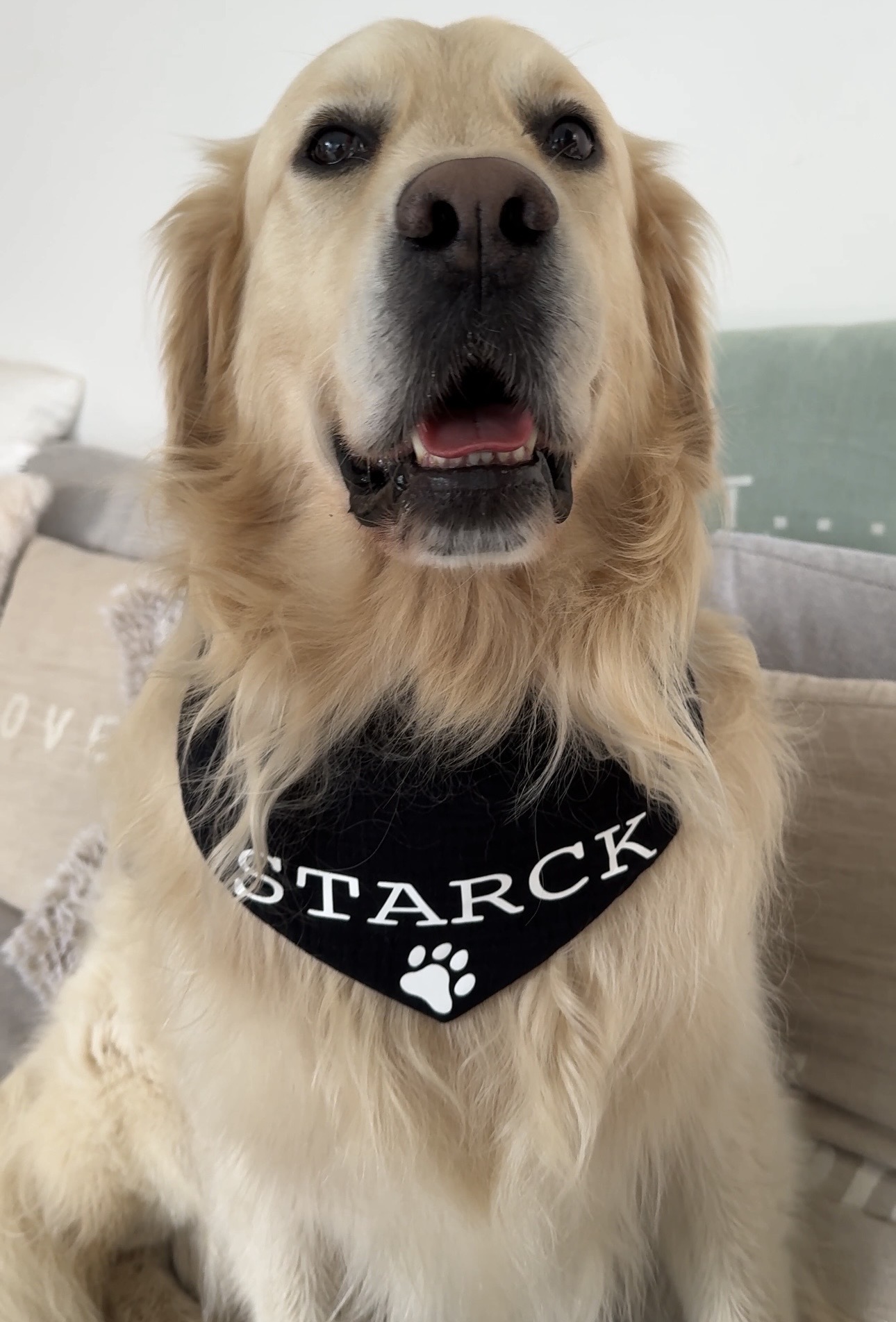 Bandana pour chien noir en gaze de coton personnalisable