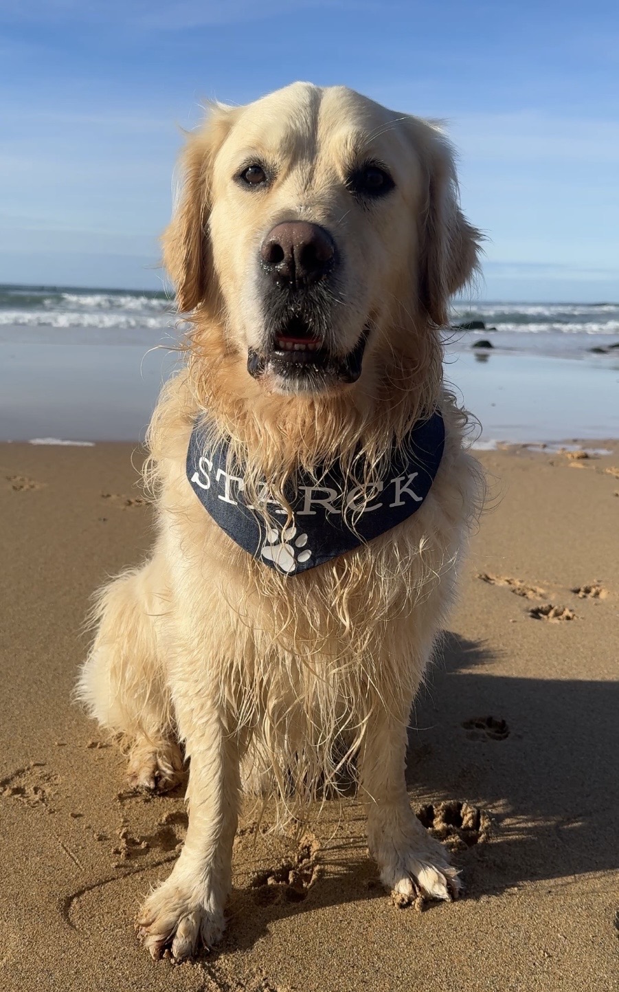 Bandana pour chien en coton jean bleu personnalisable – Image 2