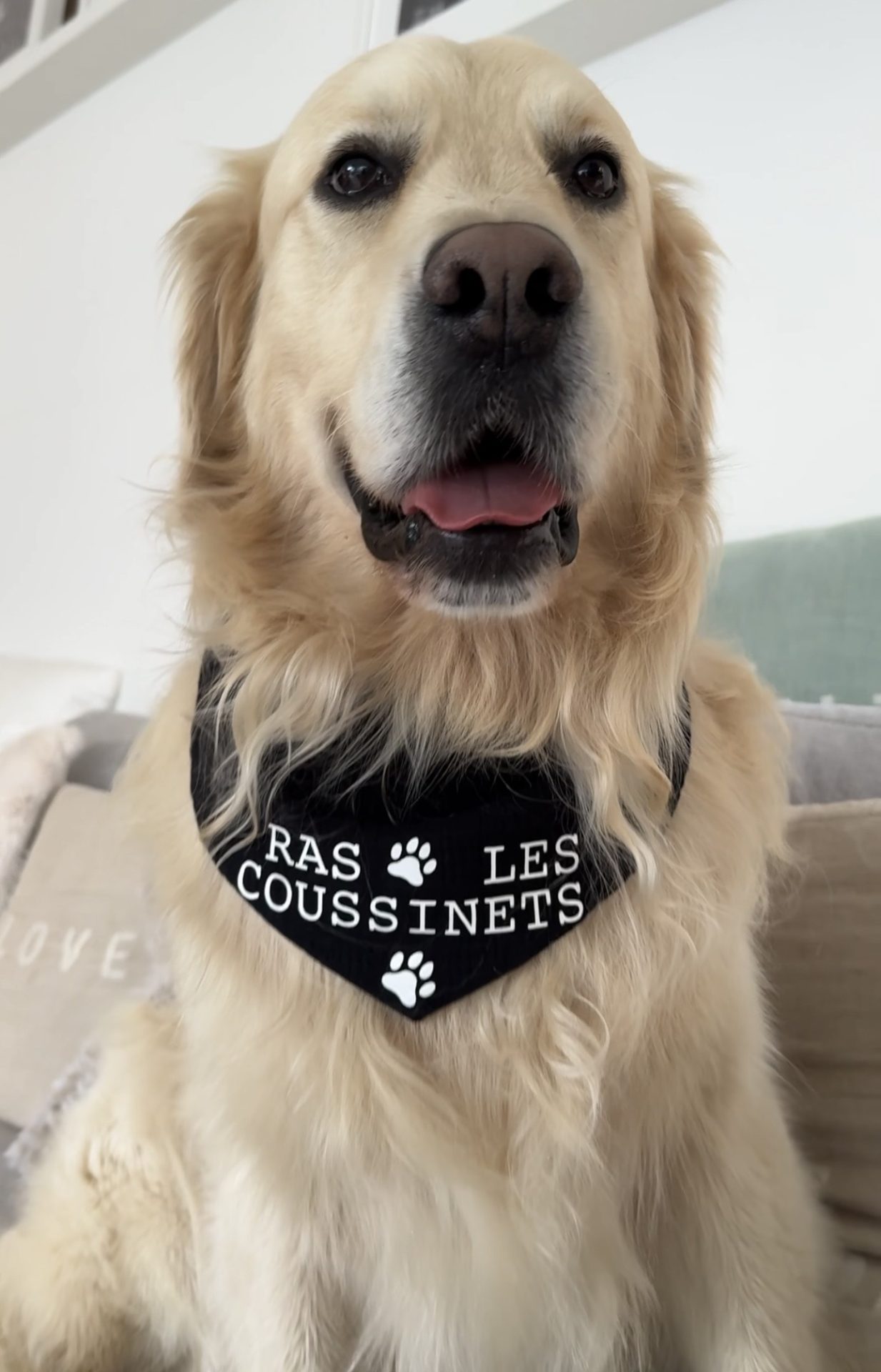 Bandana pour chien noir en gaze de coton personnalisable – Image 2