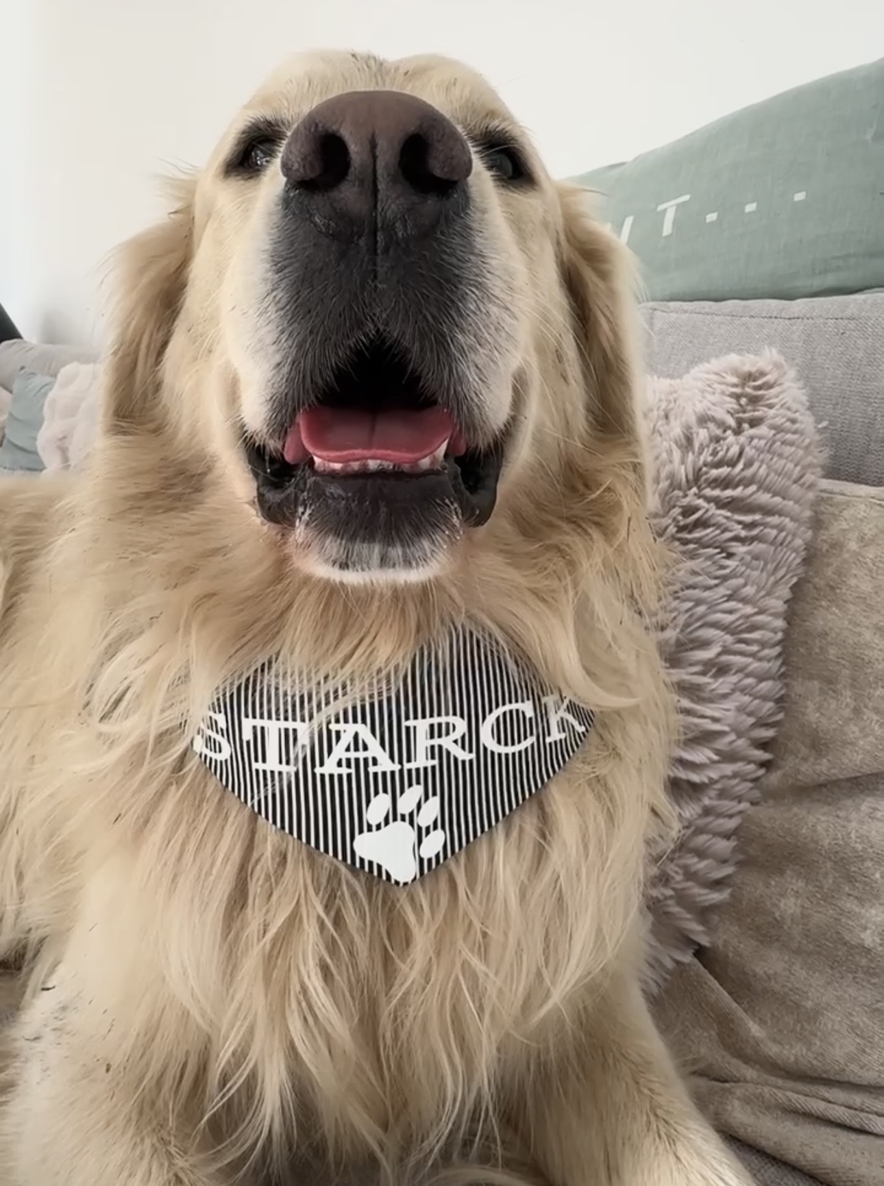 Bandana pour chien noir et blanc personnalisable – Image 3