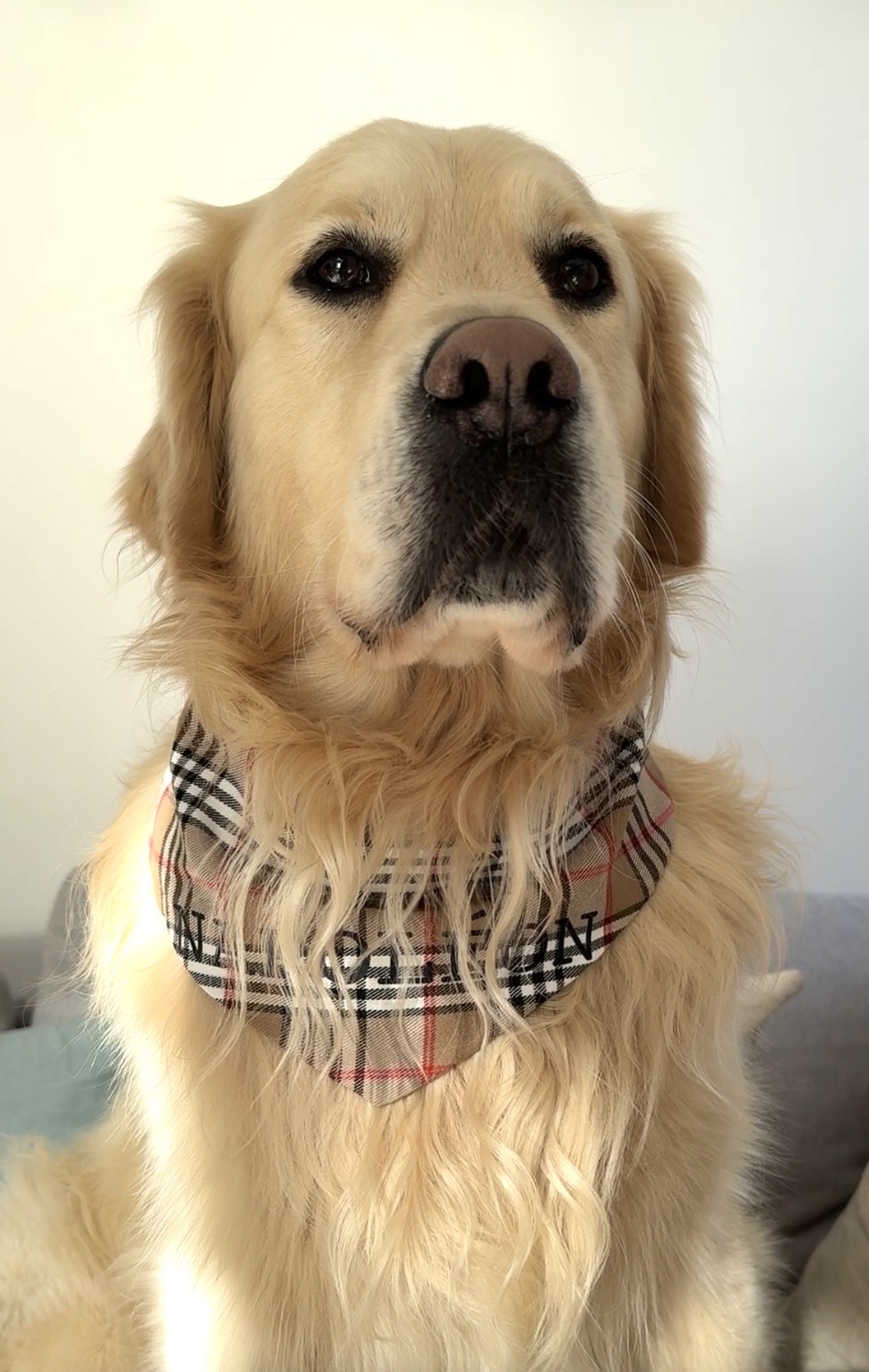 Bandana pour chien motif carreaux beige personnalisable