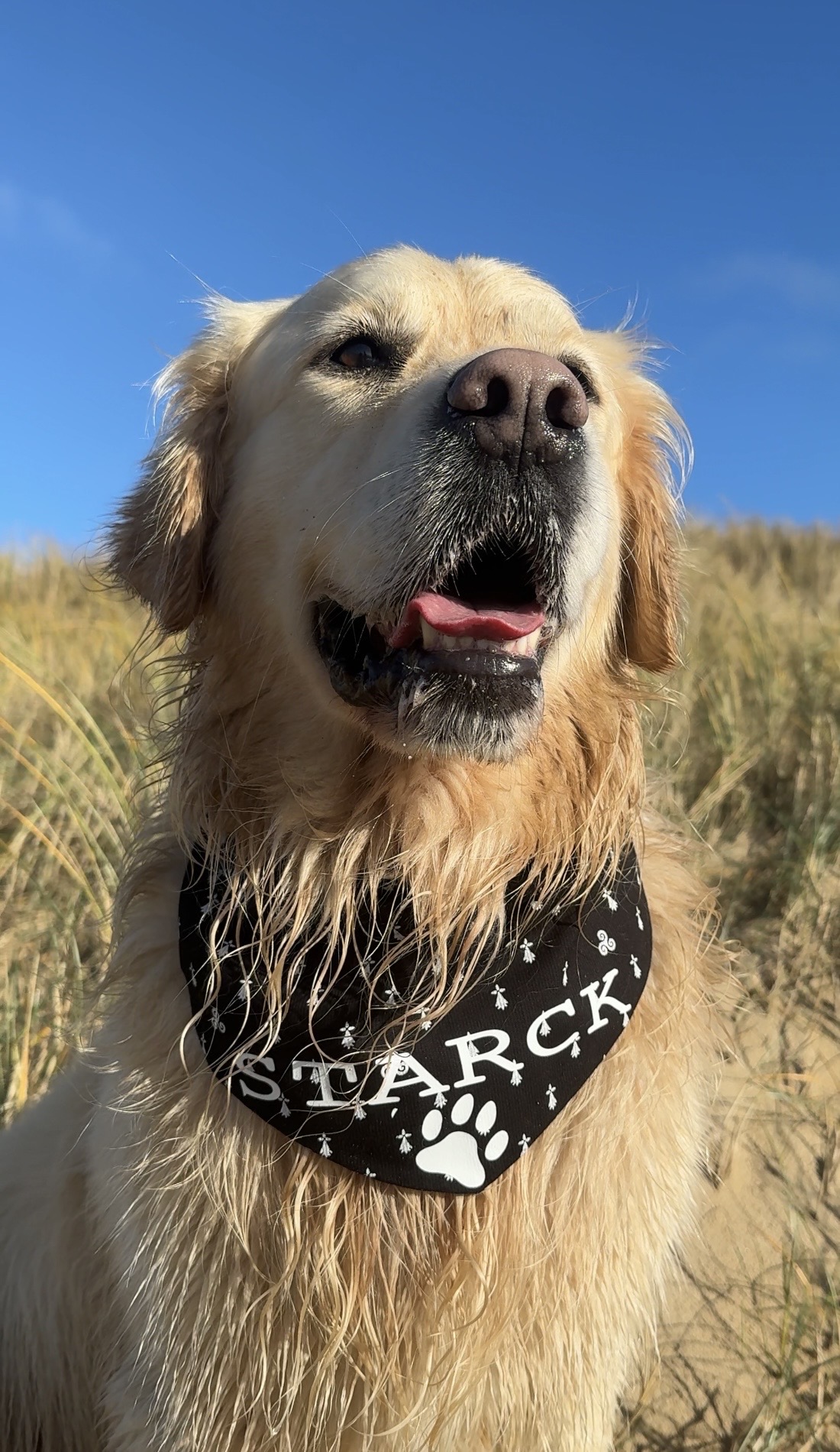 Bandana breton personnalisable : coton noir imprimé hermines blanches