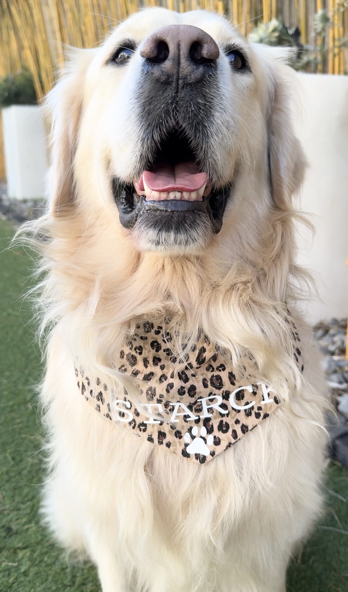 Bandana pour Chien Personnalisable - Gaze de coton léopard XS à XL – Image 3