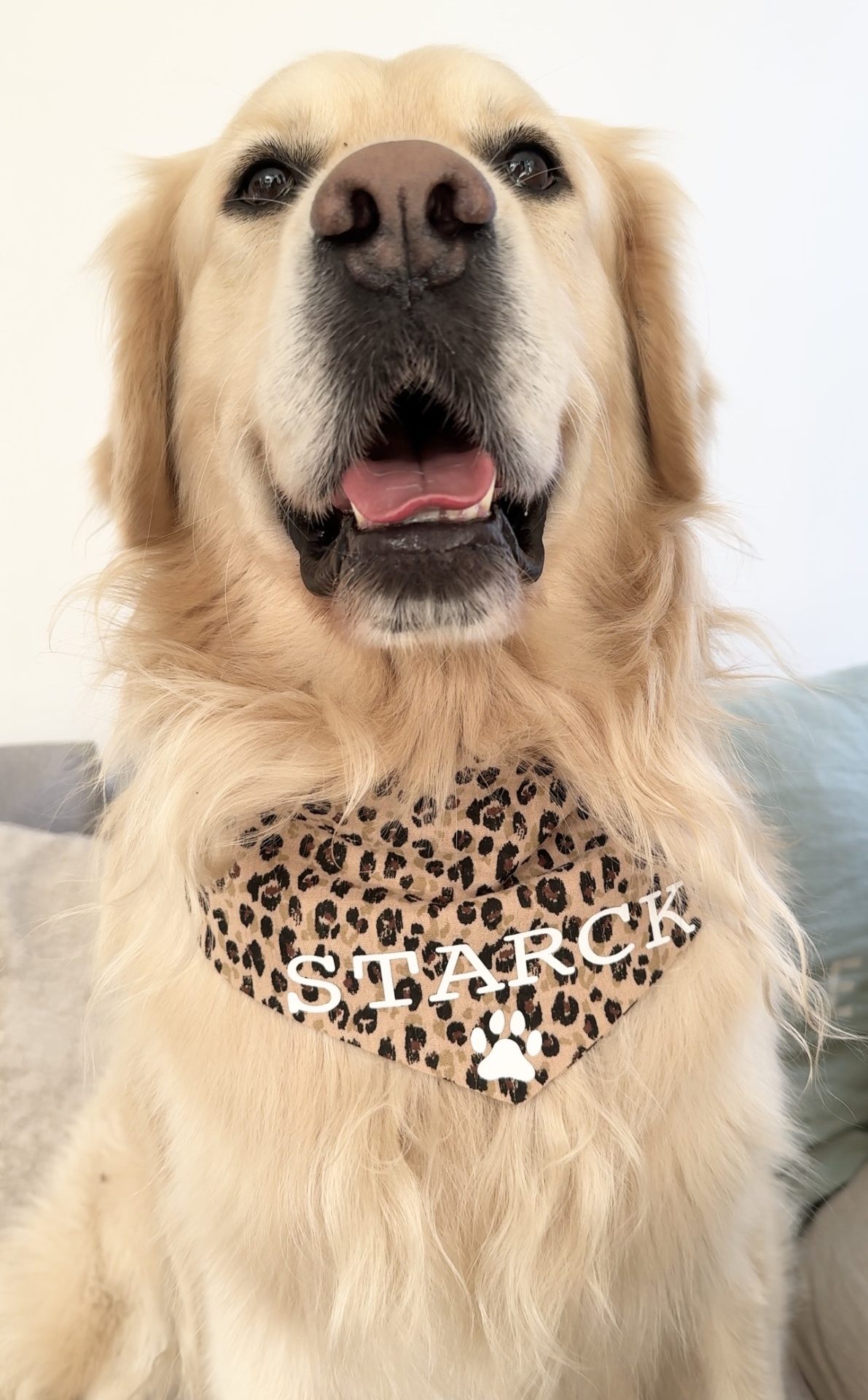 Bandana pour Chien Personnalisable - Gaze de coton léopard XS à XL – Image 5
