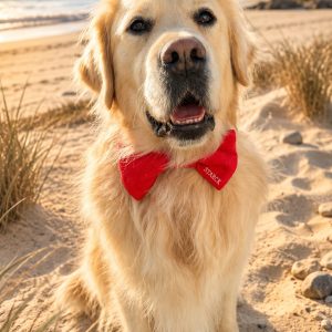 Nœud papillon chien en polaire rouge personnalisable